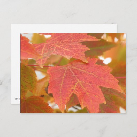 Fall Leaves Briefkaart (Voorkant / Achterkant)