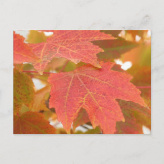 Fall Leaves Briefkaart
