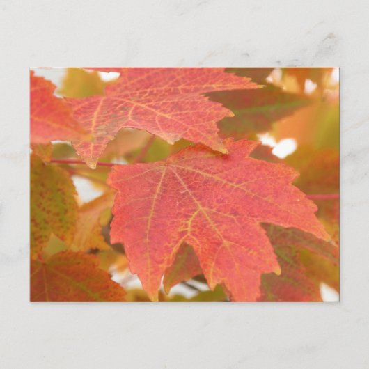 Fall Leaves Briefkaart (Voorkant)