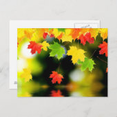 Fall Leaves Briefkaart (Voorkant / Achterkant)