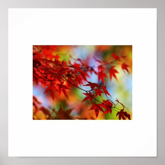 Fall Leaves Poster (Voorkant)