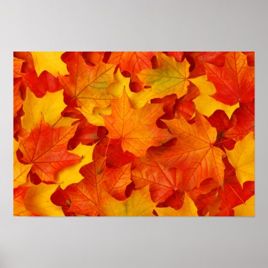 Fall Leaves Poster (Voorkant)