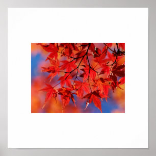 Fall Leaves Poster