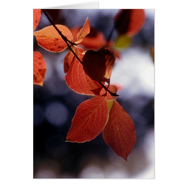 Fall Leaves, Yosemite (Voorkant)