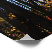 Fall trees poster (Coin)