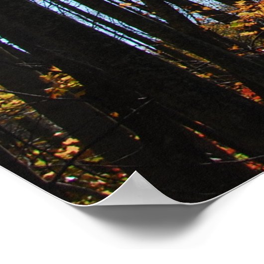 Fall trees poster (Coin)