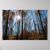 Fall trees poster (Devant)