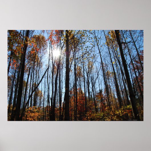 Fall trees poster (Devant)