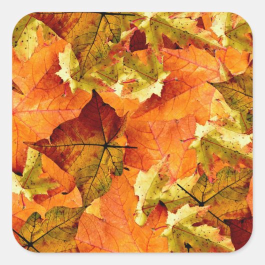 Fallen Autumn Leaves Vierkante Sticker (Voorkant)