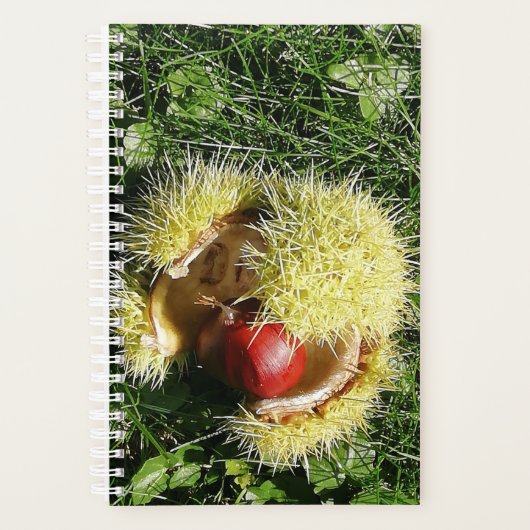 Fallen châtaigne dans une enveloppe. (Devant)