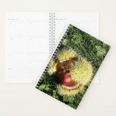 Fallen châtaigne dans une enveloppe. (Devant avec enveloppe)