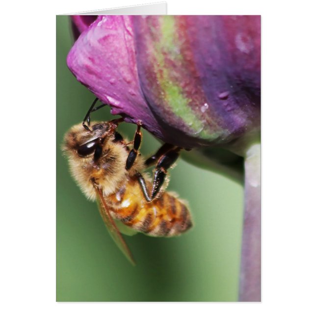 Fallen Fuzzy Little Bee (Devant)