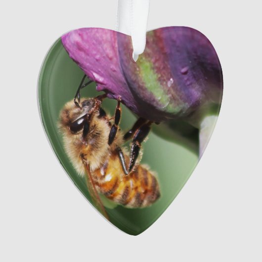 Fallen Fuzzy Little Bee (devant)