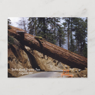 Fallen Giant Sequoia Tree California 1952 Briefkaart