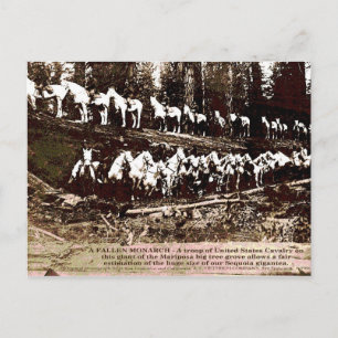 Fallen Monarch - Carte postale