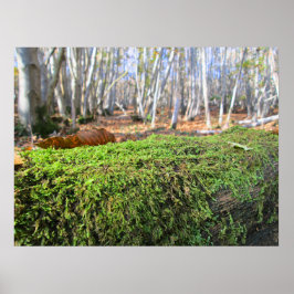 Fallen Tree in Autumn Moss  - Personalised Poster