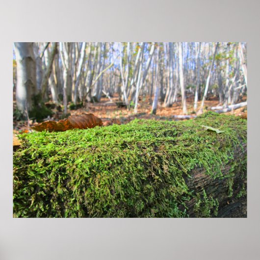 Fallen Tree in Autumn Moss  - Personalised Poster (Voorkant)