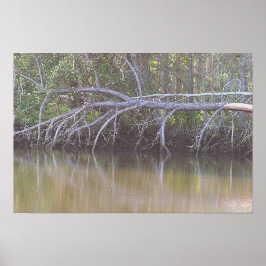 Fallen Tree Reflections Foto Poster (Voorkant)