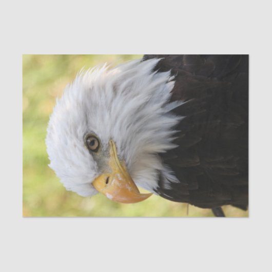 Falln Bald Eagle Liberty Tissuepapier (Voorkant)