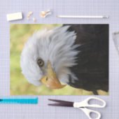 Falln Bald Eagle Liberty Tissuepapier (Craft)