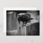 Falln Cemetery Crow Briefkaart (Voorkant / Achterkant)