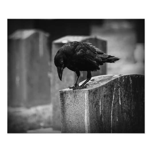 Falln Cemetery Crow Foto Afdruk (Voorkant)
