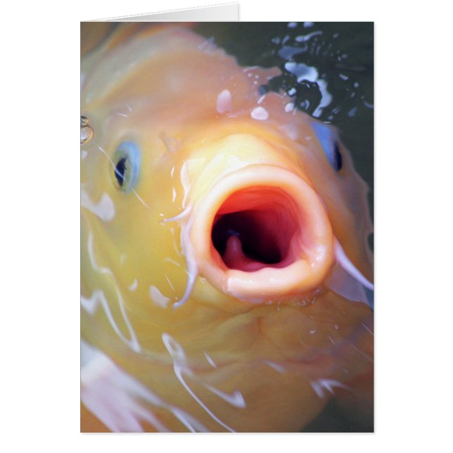 Falln chantant Ghost Koi (Devant)