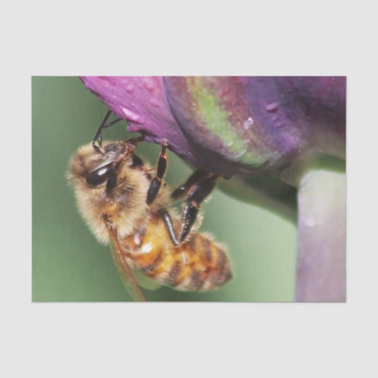 Falln Fuzzy Little Bee Tissuepapier (Voorkant)