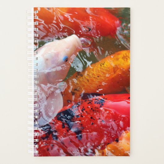 Falln Gathering Koi (Devant)