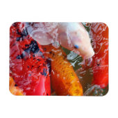 Falln Gathering Koi Magneet (Horizontaal)