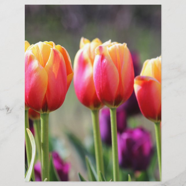 Falln Tulips Aflame (Voorkant)