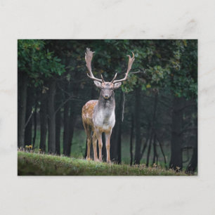 Fallow Deer Briefkaart