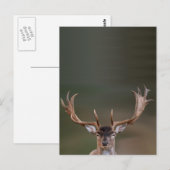 Fallow Deer is je aan het beoordelen. Briefkaart (Voorkant / Achterkant)