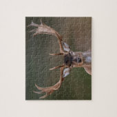 Fallow Deer is je aan het beoordelen. Legpuzzel (Verticaal)