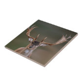 Fallow Deer is je aan het beoordelen. Tegeltje (Zijkant)