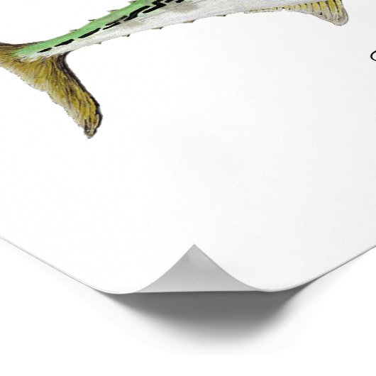 False Albacore Tuna Poster (Hoek)