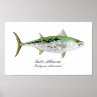 False Albacore Tuna