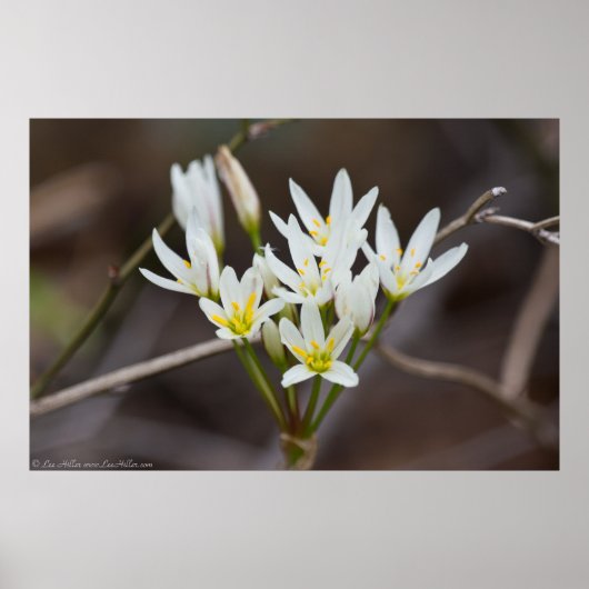 False Garlic Bouquet Wildflower Poster (Voorkant)