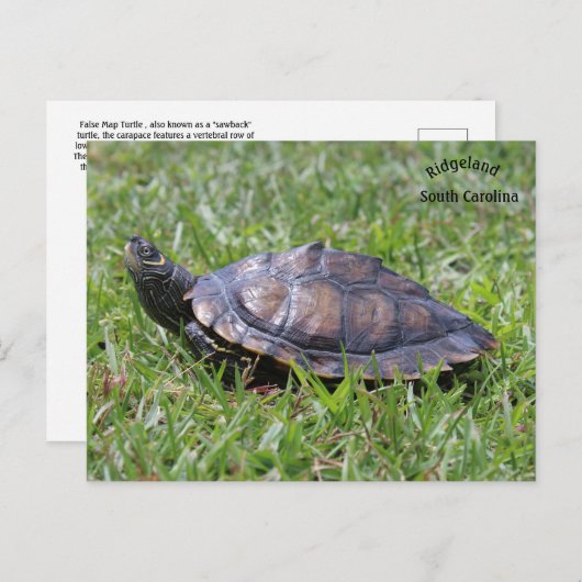 False Map Turtle Ridgeland Sc Briefkaart (Voorkant / Achterkant)