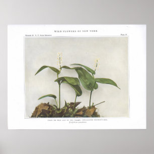 False of Wild Lily van de Valley Poster
