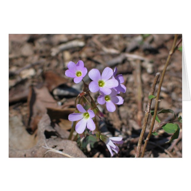 False Rue Anemone (Voorkant Horizontaal)
