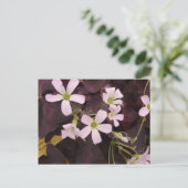 False Shamrock Oxalis Triangularis Briefkaart (Staand voorkant)