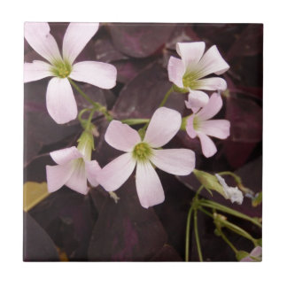 False Shamrock Oxalis Triangularis Tegeltje