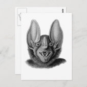 False Vampire Bat Briefkaart (Voorkant / Achterkant)