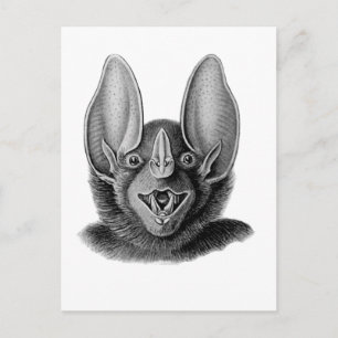 False Vampire Bat Briefkaart