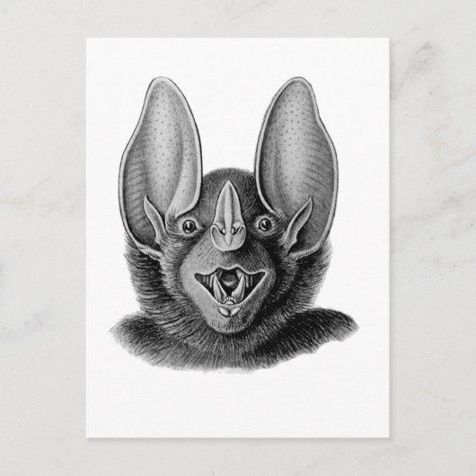False Vampire Bat Briefkaart (Voorkant)