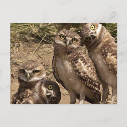 fam uil briefkaart (Voorkant)