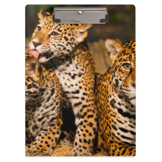 familie Jaguar Klembord