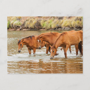 familie van bruin paard aan de rivier briefkaart