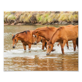 familie van bruin paard aan de rivier foto afdruk